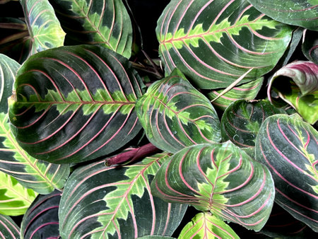 Red Vein Prayer Plant, Maranta leuconeura var. erythroneura, perennial herb with red midrib and veins and pale yellow-green markings and patches around the midrib.の写真素材