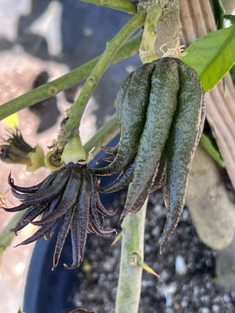 Young Buddha's Hand fruits, Citrus medica var. sarcodactylis, fruits divided into segments resembling human hand, often offered at Buddhist temples.の写真素材