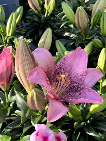 Morpho Pink Asiatic Lily, Lilium Morpho Pink , bulbous herb with peach pink large flowers with deeper burgundy speckles especially towards base of petals.の写真素材
