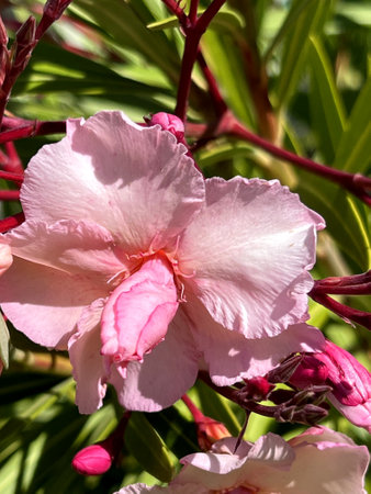 Oleander Pink Beauty, Nerium oleander, shrub with linear-lanceolate leaves and large salver-shaped pink flowers in terminal clustersの写真素材