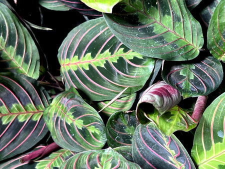 Red Vein Prayer Plant, Maranta leuconeura var. erythroneura, perennial herb with red midrib and veins and pale yellow-green markings and patches around the midrib.の写真素材