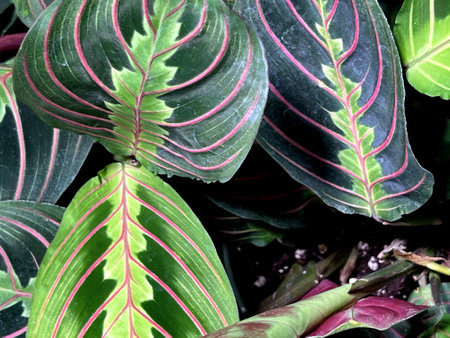 Red Vein Prayer Plant, Maranta leuconeura var. erythroneura, perennial herb with red midrib and veins and pale yellow-green markings and patches around the midrib.の写真素材