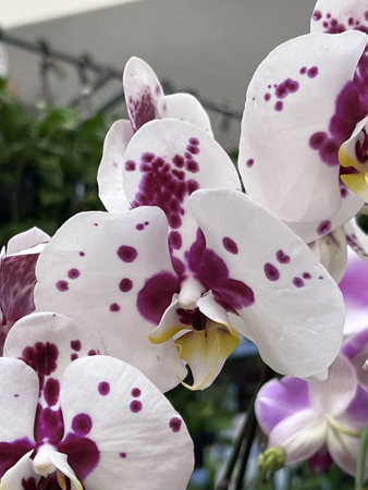 White Moth Orchid Phalaenopsis flowers with purple patches, labellum partly pale yellowish green with big purple patch, two horned.の写真素材