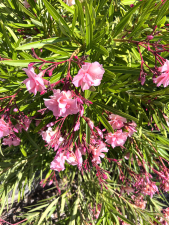 Oleander Pink Beauty, Nerium oleander, shrub with linear-lanceolate leaves and large salver-shaped pink flowers in terminal clustersの写真素材