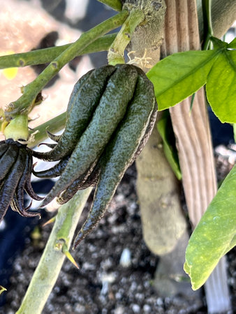 Young Buddha's Hand fruits, Citrus medica var. sarcodactylis, fruits divided into segments resembling human hand, often offered at Buddhist temples.の写真素材