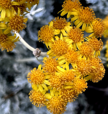 Silver ragwort, Dusty Miller, Jacobaea maritima, Perennial ornamental shrub with neatly cut felt like white woolly leaves and yellow heads in terminal clusters with yellow rays,の写真素材