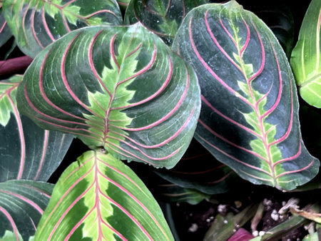 Red Vein Prayer Plant, Maranta leuconeura var. erythroneura, perennial herb with red midrib and veins and pale yellow-green markings and patches around the midrib.の写真素材