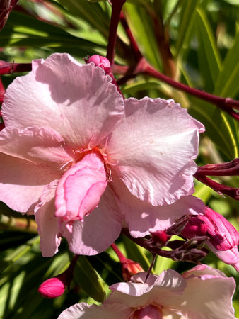 Oleander Pink Beauty, Nerium oleander, shrub with linear-lanceolate leaves and large salver-shaped pink flowers in terminal clustersの写真素材