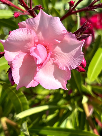 Oleander Pink Beauty, Nerium oleander, shrub with linear-lanceolate leaves and large salver-shaped pink flowers in terminal clustersの写真素材