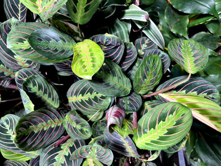 Red Vein Prayer Plant, Maranta leuconeura var. erythroneura, perennial herb with red midrib and veins and pale yellow-green markings and patches around the midrib.の写真素材