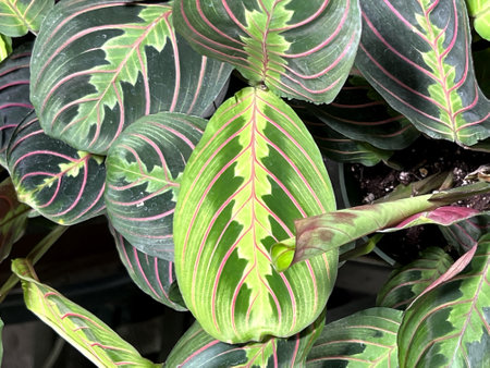 Red Vein Prayer Plant, Maranta leuconeura var. erythroneura, perennial herb with red midrib and veins and pale yellow-green markings and patches around the midrib.の写真素材