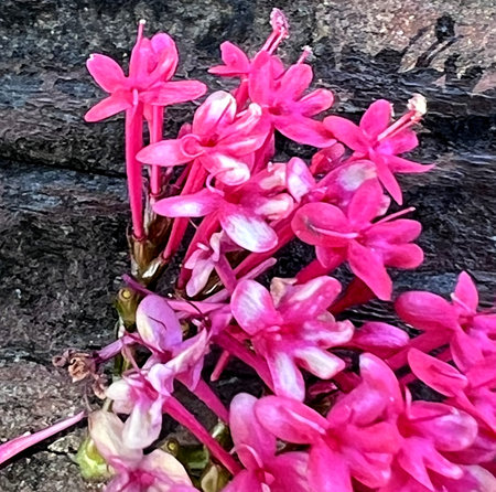 Red Valerian, Centranthus ruber, Kiss-me-quick, ornamental herb to subshrub with opposite leaves and crimson to red small flowers in terminal large inflorescence.の写真素材