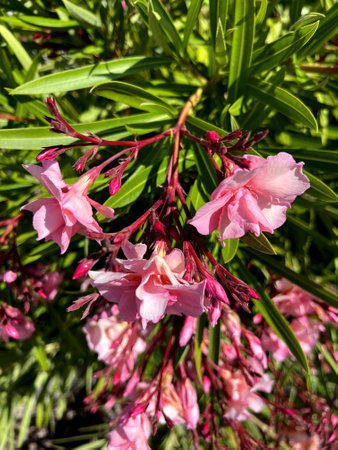 Oleander Pink Beauty, Nerium oleander, shrub with linear-lanceolate leaves and large salver-shaped pink flowers in terminal clustersの写真素材