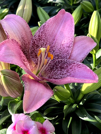 Morpho Pink Asiatic Lily, Lilium Morpho Pink , bulbous herb with peach pink large flowers with deeper burgundy speckles especially towards base of petals.の写真素材