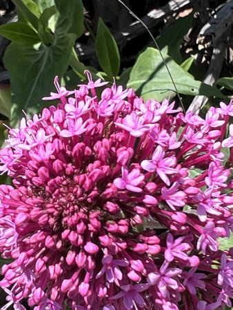 Red Valerian, Centranthus ruber, Kiss-me-quick, ornamental herb to subshrub with opposite leaves and crimson to red small flowers in terminal large inflorescence.の写真素材
