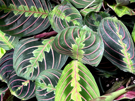 Red Vein Prayer Plant, Maranta leuconeura var. erythroneura, perennial herb with red midrib and veins and pale yellow-green markings and patches around the midrib.の写真素材