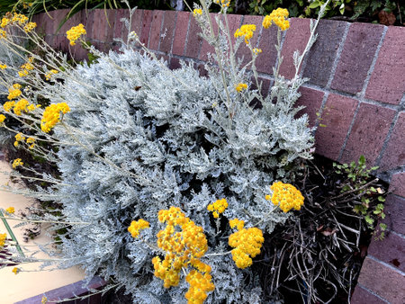 Silver ragwort, Dusty Miller, Jacobaea maritima, Perennial ornamental shrub with neatly cut felt like white woolly leaves and yellow heads in terminal clusters with yellow rays,の写真素材