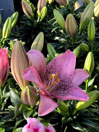 Morpho Pink Asiatic Lily, Lilium Morpho Pink , bulbous herb with peach pink large flowers with deeper burgundy speckles especially towards base of petals.の写真素材