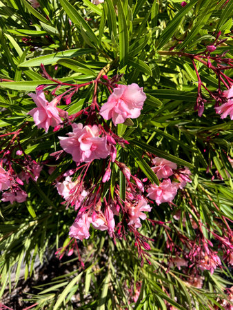 Oleander Pink Beauty, Nerium oleander, shrub with linear-lanceolate leaves and large salver-shaped pink flowers in terminal clusters,の写真素材