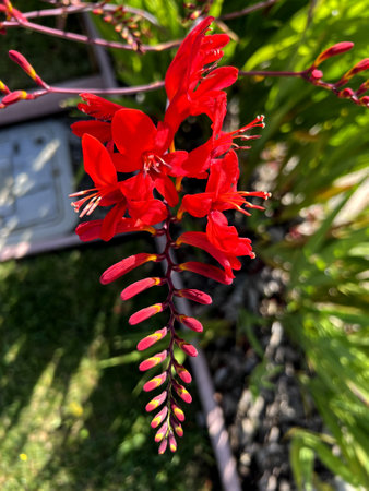 Crocosmia Ã crocosmiiflora, Montbretia, Garden hybrid red cultivar, perennial with sword-shaped leaves and beautiful flowers in two rows along the branches at the stem top.の写真素材