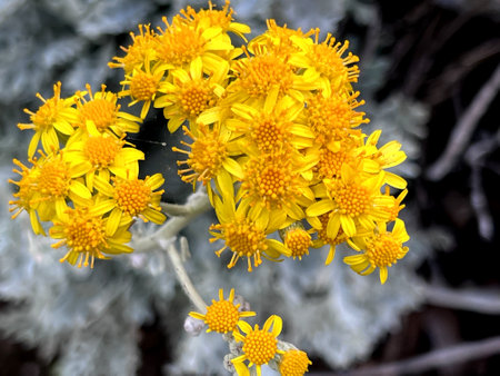 Silver ragwort, Dusty Miller, Jacobaea maritima, Perennial ornamental shrub with neatly cut felt like white woolly leaves and yellow heads in terminal clusters with yellow rays, prの写真素材