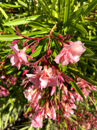 Oleander Pink Beauty, Nerium oleander, shrub with linear-lanceolate leaves and large salver-shaped pink flowers in terminal clustersの写真素材