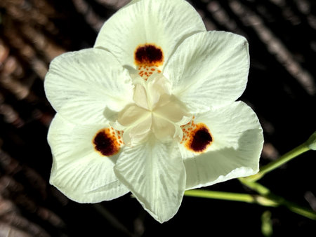 Dietes bicolor, Butterfly flag, clump forming rhizomatous perennial with linear leaves and pale yellow flowers with three chocolate brown blotchesの写真素材