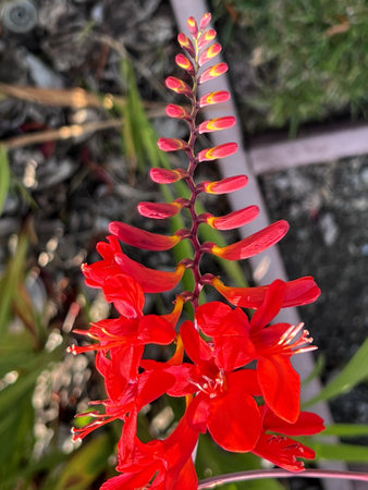 Crocosmia Ã crocosmiiflora, Montbretia, Garden hybrid red cultivar, perennial with sword-shaped leaves and beautiful flowers in two rows along the branches at the stem top.の写真素材
