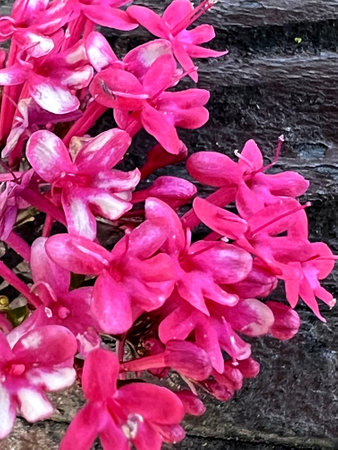 Red Valerian, Centranthus ruber, Kiss-me-quick, ornamental herb to subshrub with opposite leaves and crimson to red small flowers in terminal large inflorescence.の写真素材