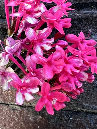 Red Valerian, Centranthus ruber, Kiss-me-quick, ornamental herb to subshrub with opposite leaves and crimson to red small flowers in terminal large inflorescence.の写真素材