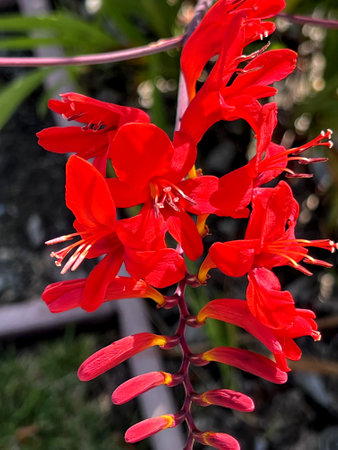 Crocosmia Ã crocosmiiflora, Montbretia, Garden hybrid red cultivar, perennial with sword-shaped leaves and beautiful flowers in two rows along the branches at the stem top.の写真素材