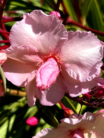 Oleander Pink Beauty, Nerium oleander, shrub with linear-lanceolate leaves and large salver-shaped pink flowers in terminal clustersの写真素材