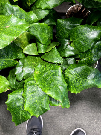 Goeppertia Kegeljanii Network also sold as Calathea Musaica Network , houseplant with large glossy leaves with unique, intricate pattern similar to a mosaic.の写真素材
