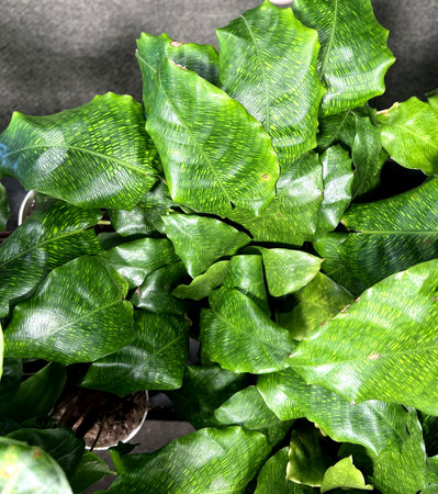 Goeppertia Kegeljanii Network also sold as Calathea Musaica Network , houseplant with large glossy leaves with unique, intricate pattern similar to a mosaic.の写真素材