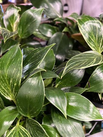 Philodendron Birkin , Tropical house Plant with white pinstripes, initially glossy green leaves with yellowish pinstripes which change to white stripes in mature leafの写真素材