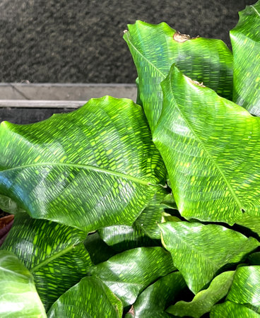 Goeppertia Kegeljanii Network also sold as Calathea Musaica Network , houseplant with large glossy leaves with unique, intricate pattern similar to a mosaic.の写真素材