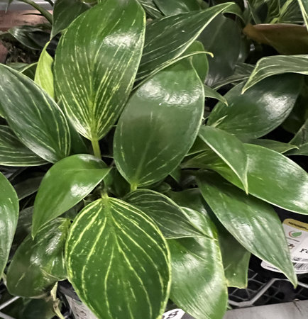 Philodendron Birkin , Tropical house Plant with white pinstripes, initially glossy green leaves with yellowish pinstripes which change to white stripes in mature leafの写真素材