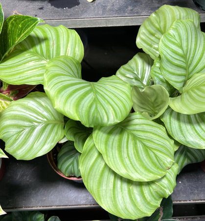 Goeppertia orbifolia also known as Calathea orbifolia, Prayer plant, Round-leaved Calathea with light green leaves having silvery stripes.の写真素材