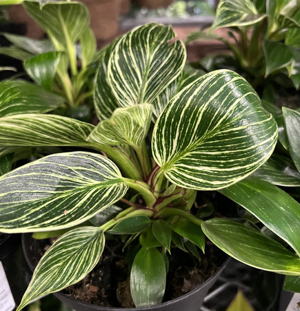 Philodendron Birkin , Tropical house Plant with white pinstripes, initially glossy green leaves with yellowish pinstripes which change to white stripes in mature leafの写真素材