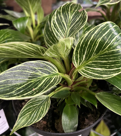 Philodendron Birkin , Tropical house Plant with white pinstripes, initially glossy green leaves with yellowish pinstripes which change to white stripes in mature leafの写真素材