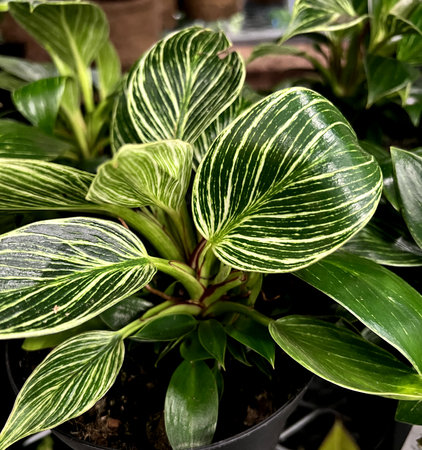 Philodendron Birkin , Tropical house Plant with white pinstripes, initially glossy green leaves with yellowish pinstripes which change to white stripes in mature leafの写真素材