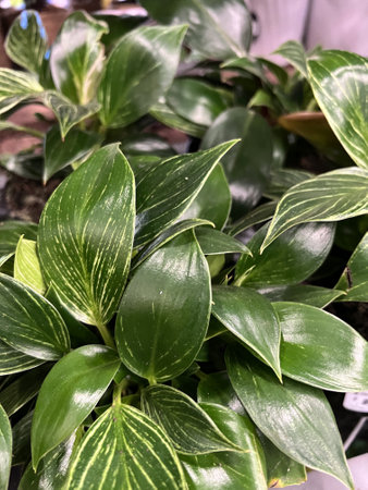 Philodendron Birkin , Tropical house Plant with white pinstripes, initially glossy green leaves with yellowish pinstripes which change to white stripes in mature leafの写真素材