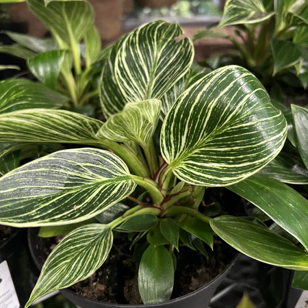 Philodendron Birkin , Tropical house Plant with white pinstripes, initially glossy green leaves with yellowish pinstripes which change to white stripes in mature leafの写真素材