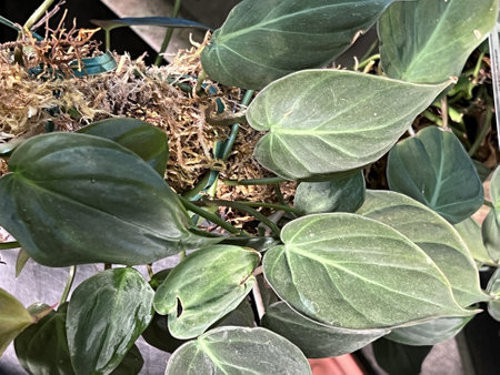 Velvet leaf Philodendron, Philodendron Micans, tropical vining plant with heart shaped velvety leaves , useful house plant.の写真素材