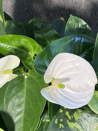 Anthurium andreanum 'Sierra White', cultivar of Flamingo Flower with dark green heart shaped leaves and white spathe with light yellow erect spadix.の写真素材