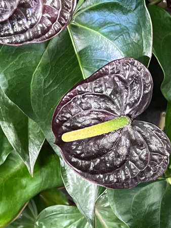 Anthurium andreanum âSempreâ, indoor plant with glossy dark green leaves and glossy wine-mahogany spathe and white spadix with green terminal part.の写真素材