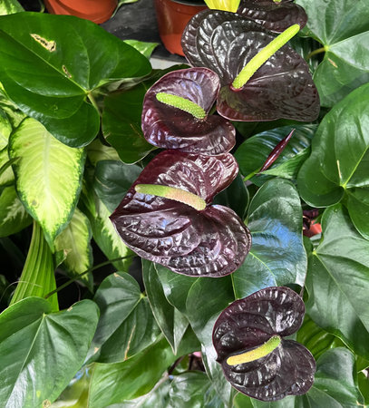 Anthurium andreanum âSempreâ, indoor plant with glossy dark green leaves and glossy wine-mahogany spathe and white spadix with green terminal part.の写真素材