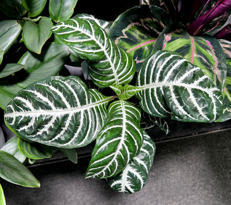 Aphelandra squarrosa 'Dania', Zebra Plant, evergreen foliage plant with deep green leaves and prominent creamy white veins.の写真素材