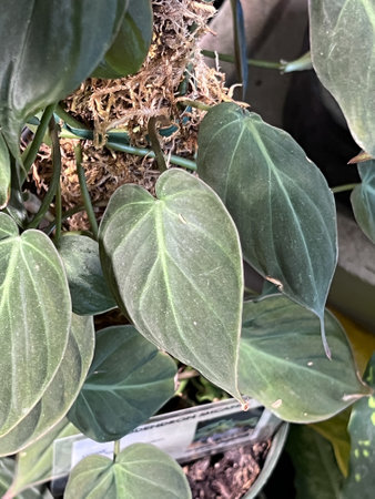 Velvet leaf Philodendron, Philodendron Micans, tropical vining plant with heart shaped velvety leaves , useful house plant.の写真素材