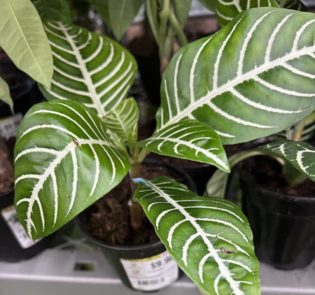 Aphelandra squarrosa 'Dania', Zebra Plant, evergreen foliage plant with deep green leaves and prominent creamy white veins.の写真素材